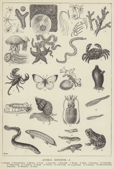 Règne animal (gravure) - English School