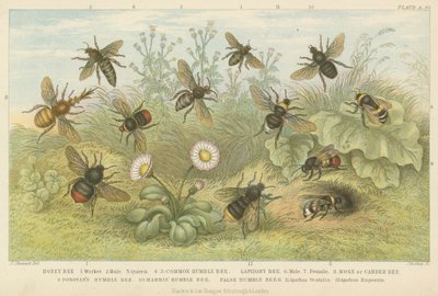 Abeilles (gravure colorée) - English School