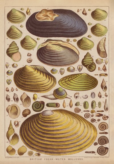 Mollusques d