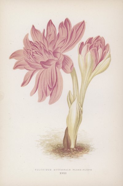 Colchicum Autumnale Flore-pleno - English School