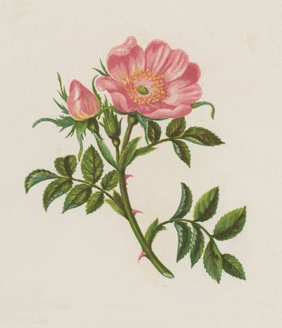 Églantier, Rosa Canina - English School