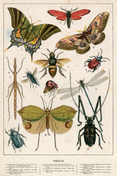 Insectes - English School