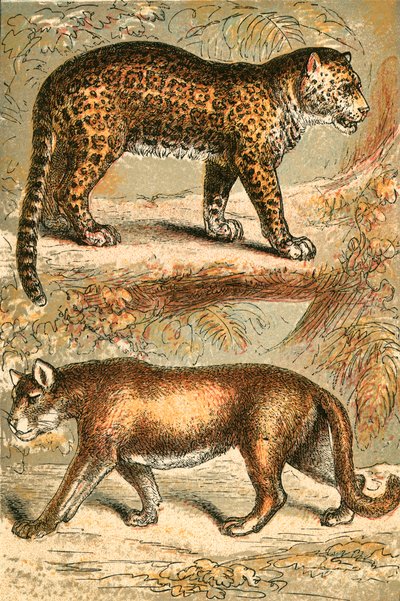 Jaguar et Puma - English School