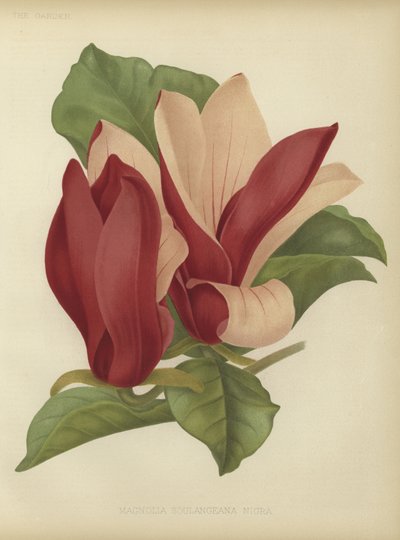 Magnolia soulangiana nigra - English School