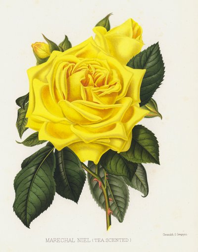 Le Jardin des Roses : Maréchal Niel, Thé Parfumé - English School