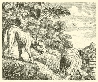 Le loup et l