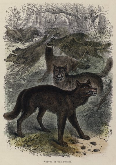 Loups de la forêt - English School