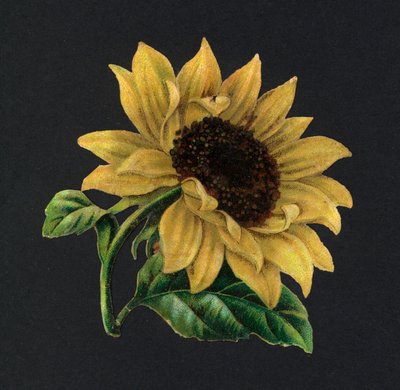 Découpes victoriennes : Tournesol (chromolithographie) - European School