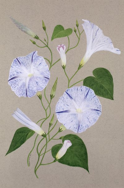 Convolvulus Cneorum - Frances Buckland