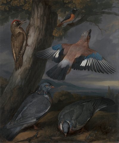 Geai, pic vert, pigeons et rougequeue - Francis Barlow