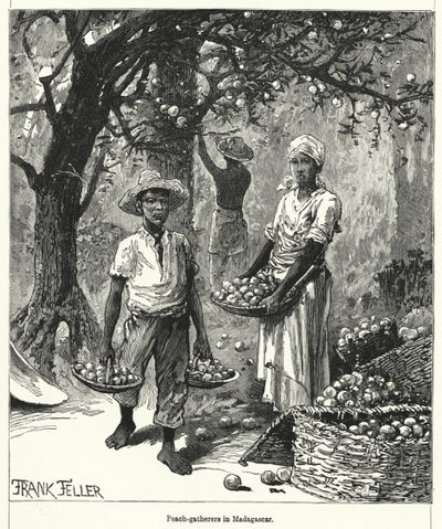 Cueilleurs de pêches à Madagascar (gravure) - Frank (after) Feller