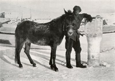 Gran avec mule Lal Khan, c1911, 1913 - Frank Debenham