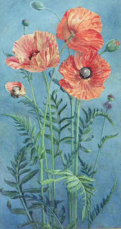 Coquelicots, 1916 - Frank Steeley