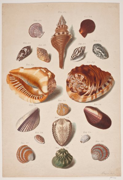 Illustrations de coquillages - Franz Michael Regenfus