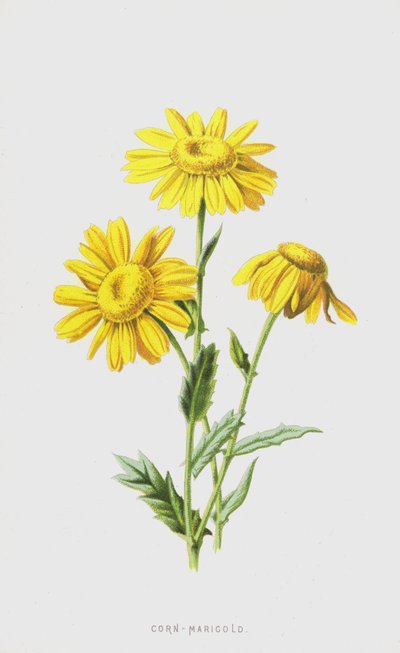 Chrysanthème des moissons - Frederick Edward Hulme