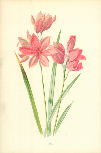 Ixia - Frederick Edward Hulme