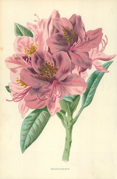 Rhododendron - Frederick Edward Hulme