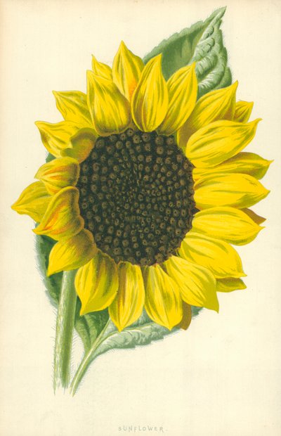 Tournesol - Frederick Edward Hulme