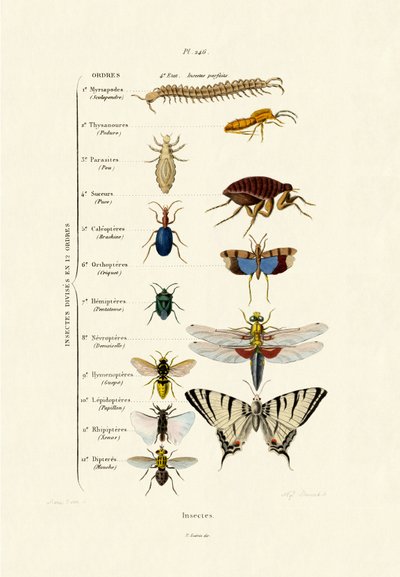 Insectes, 1833-39 - French School