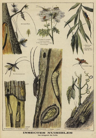 Insectes nuisibles aux arbres - French School