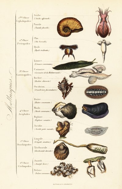 Ordres des mollusques - French School