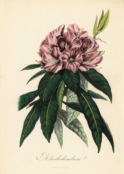 Rhododendron, Rhododendron javanicum - French School