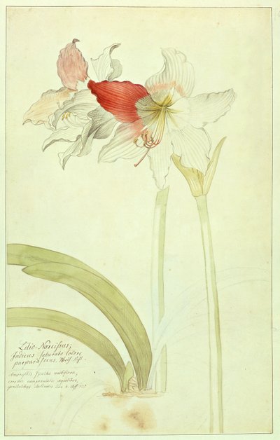 Amaryllis : Lilio-Narcissus, Indicus - Georg Dionysius Ehret