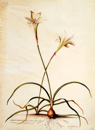 Lilio Narcissus, c.1745 - Georg Dionysius Ehret