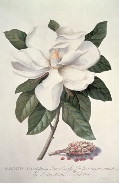 Magnolia - Georg Dionysius Ehret