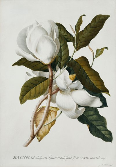 Magnolia - Georg Dionysius Ehret