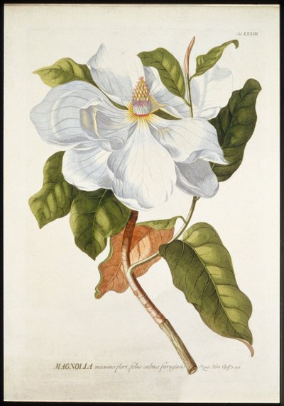 Magnolia Maxime Flore, vers 1740-1770 - Georg Dionysius Ehret