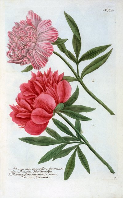 Paeonia, gravure colorée à la main de 1737 - "Georg Dionysius Ehret