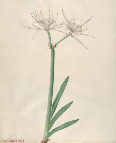 Pancratium - Georg Dionysius Ehret