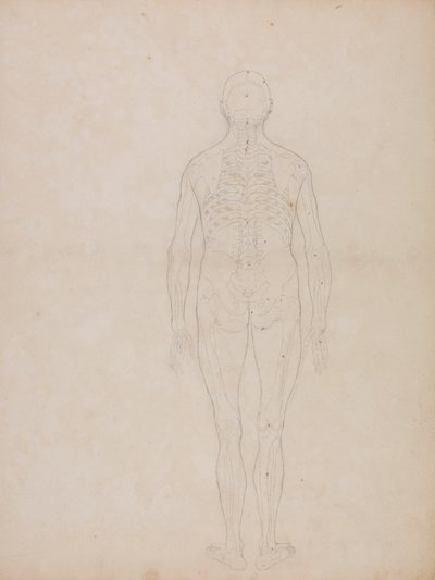 Figure humaine, vue postérieure - George Stubbs