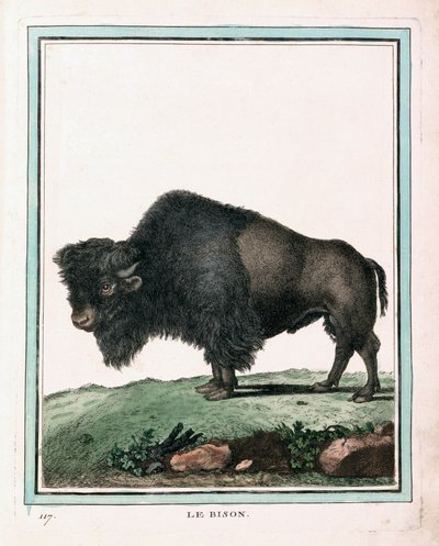 Gravure antique du bison américain - Georges Louis Leclerc