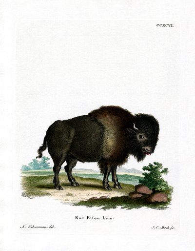 Bison américain - German School