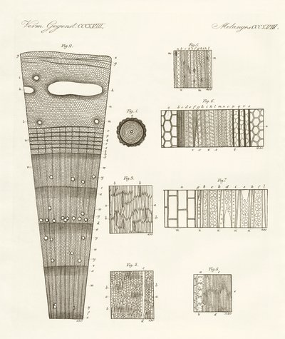 Anatomie du bois - German School