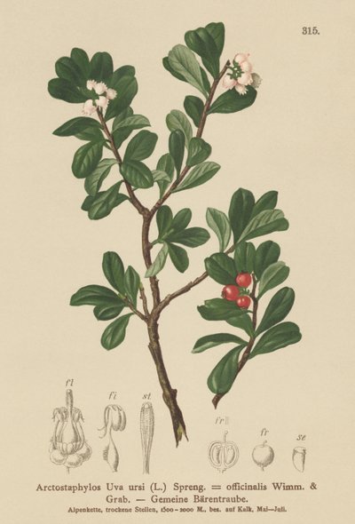 Busserole (Arctostaphylos Uva ursi, Arctostaphylos officinalis) - German School