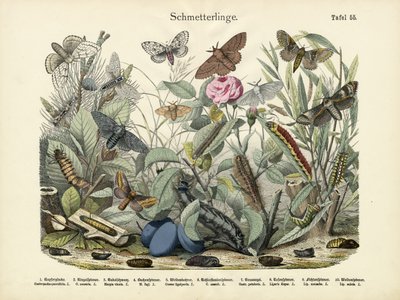 Papillons, vers 1860 - German School