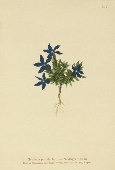 Gentiane naine (Gentiana pumila) - German School