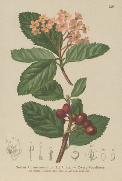 Alisier nain (Sorbus chamaemespilus) - German School