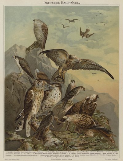 Oiseaux de proie allemands - German School