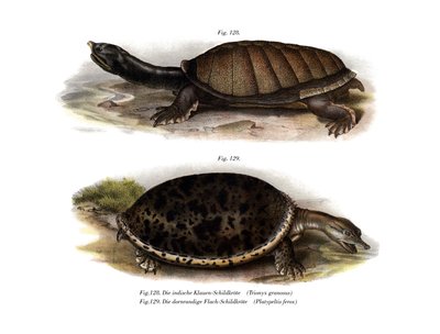 Tortue à carapace molle indienne - German School