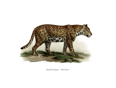 Jaguar, 1860 - German School