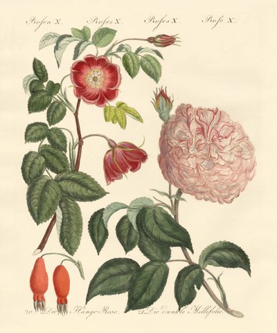 Types de roses - German School