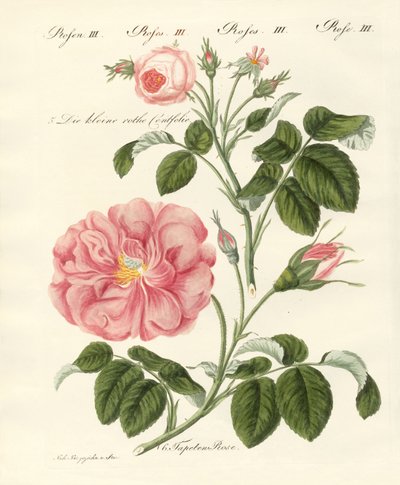 Sortes de roses - German School