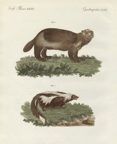 Animaux quadrupèdes rares - German School