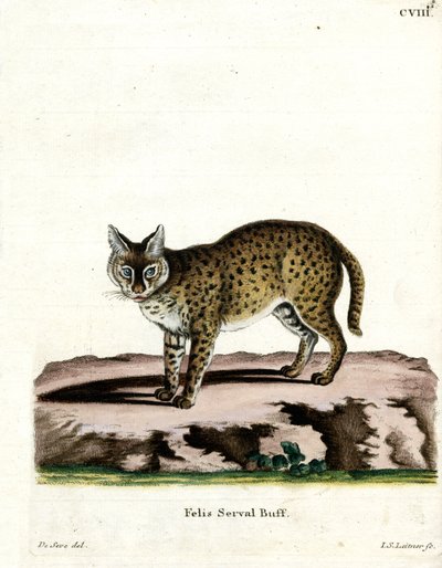 Serval - German School