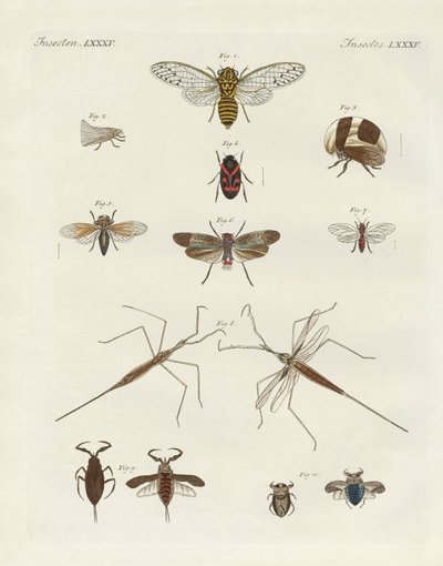 Étranges insectes (gravure en couleur) - German School