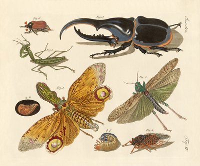 Étranges insectes - German School